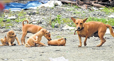 A group of stray dogs playing at Mundamveli in Kochi.