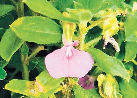 Afrohybanthus mahalingamii 