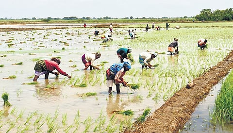 Insurance coverage is the least in Thanjavur district.