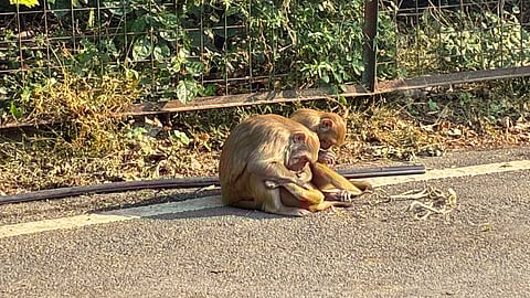 Monkeys of the Kamala Nehru Ridge