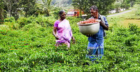 A farmer harvesting vegetables in Pachamalai Hills.