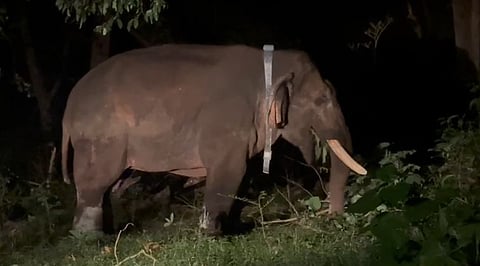 The wild elephant nicknamed ‘Rolex' after his release. 