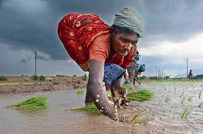 Farmer engaged in planting paddy crops at Kallur in Tirunelveli.