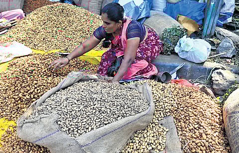 A groundnut vendor keeps her stock ready for the inaugural of the five-day Kadalekai Parishe that will begin in Basavanagudi on Monday