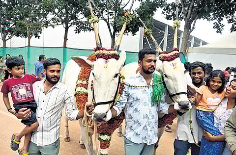 Farmers showcase their oxen on the final day of the Krishi Mela at GKVK campus in Bengaluru on Sunday