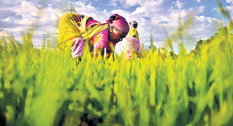 Samba paddy has been cultivated over 26.25 lakh acres, and till date, 6.27 lakh farmers have insured samba paddy covering 15 lakh acres
