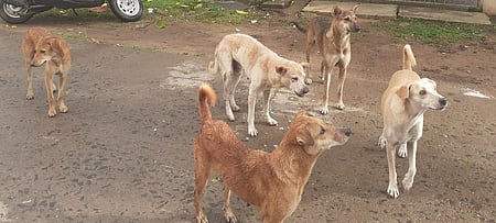 Image used for representational purposes.