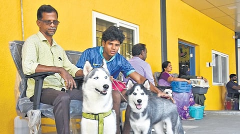 Dogs brought to a GCC-run pet clinic for microchipping in Royapettah