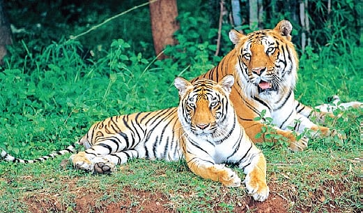 Andhra Pradesh forest department to launch grass development programme ...
