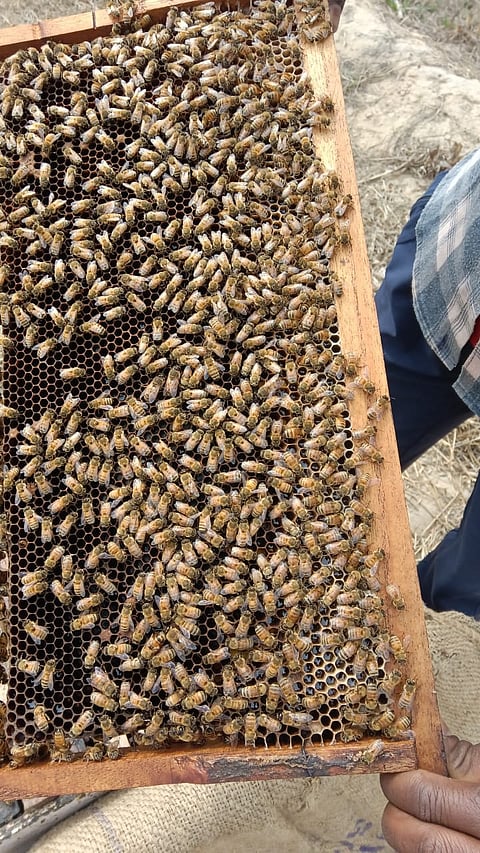 
What's the Buzz About?