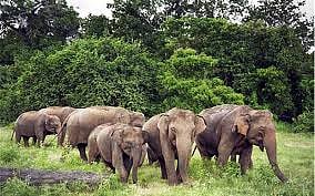 Jharkhand to use AI cameras to address man-elephant conflicts