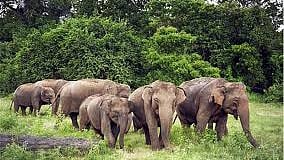 According to officials, the cameras will maintain round-the-clock surveillance of elephant movement.