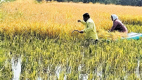 A farmer couple tries to salvage damaged paddy from a field that was submerged in the backwaters of Mid Manair Reservoir at Arepalli in Rajanna-Sircilla district.