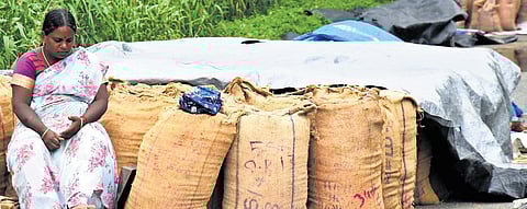 With paddy output set to increase, TN to turn vacant govt buildings into storage centres