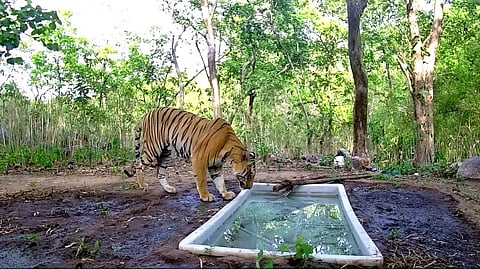 Officials clarified that the tiger was not brought under any translocation programme.