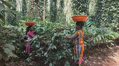 Women from tribal communities plucking coffee beans in a plantation in Rajuguda village under Koraput's Dasmantpur block 
