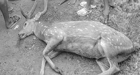A male spotted deer died near Kallagam near Lalgudi in Tiruchy on the Tiruchy-Chidambaram highways on Tuesday after the animal fell in a rain water drain.