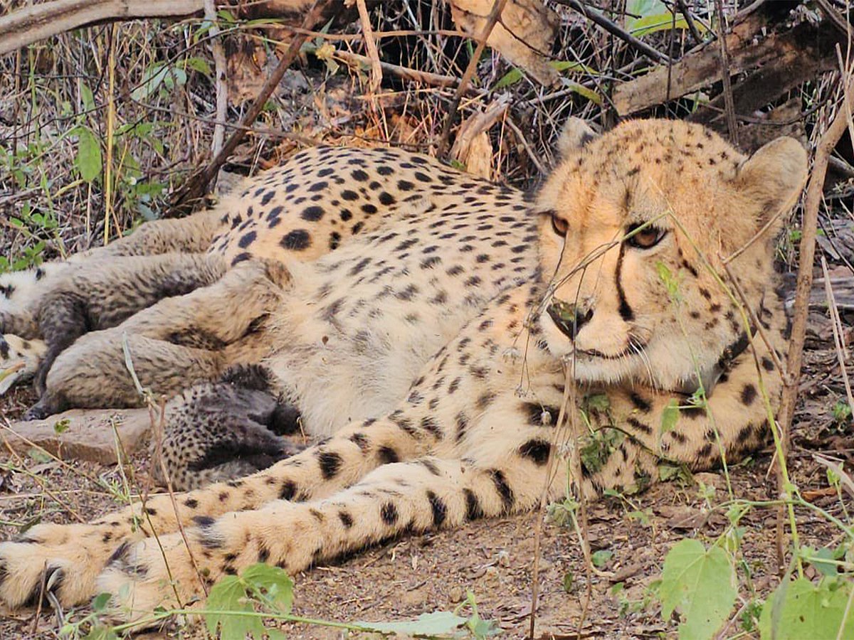 1st Indian-born cheetah gives birth to 5 cubs