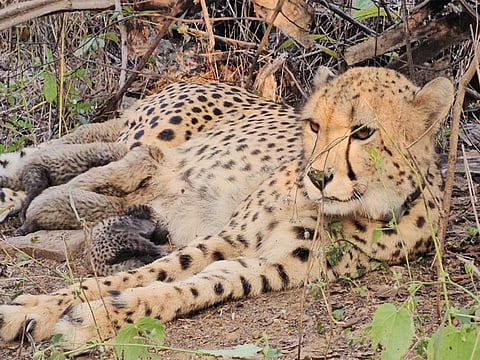 33 year-old Indian-born cheetah Mukhi gives birth to 5 cubs at Kuno National Park