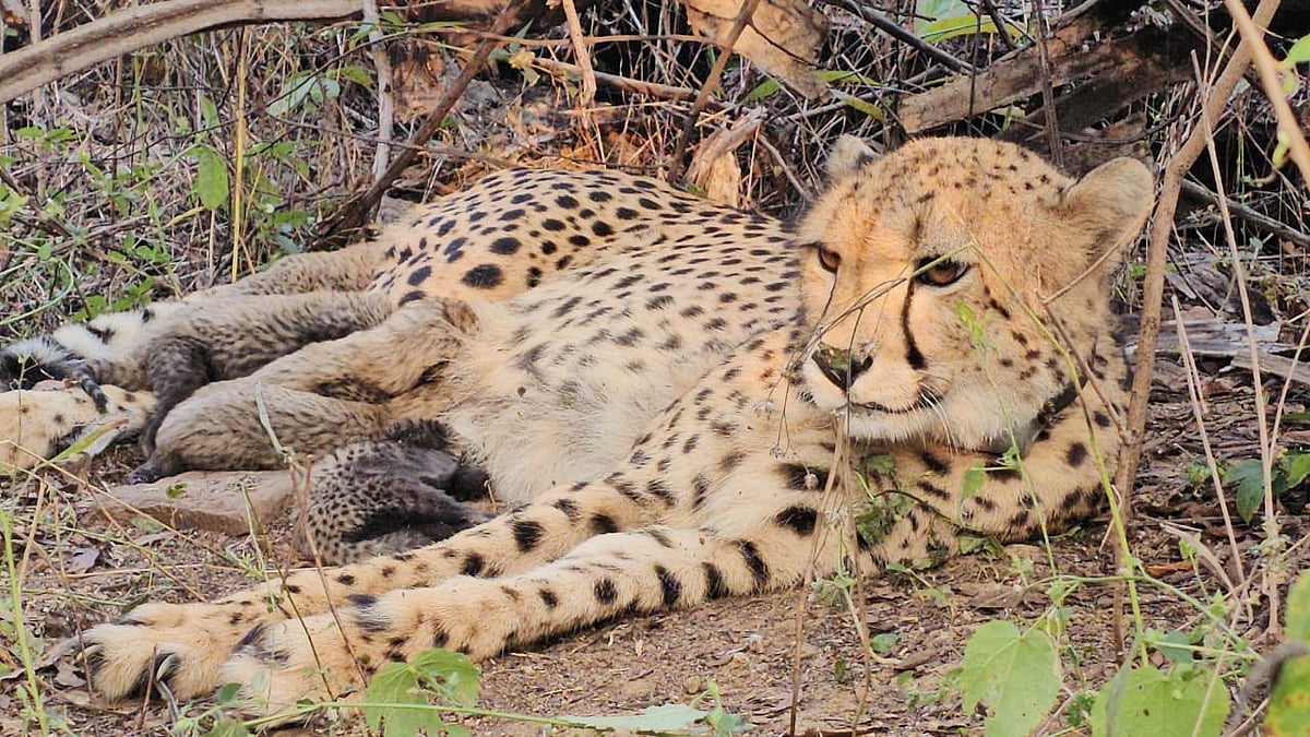 Project Cheetah logs landmark success as Indian-born female gives birth to five cubs at MP’s Kuno National Park