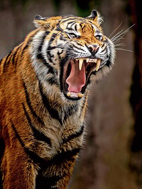 Are tigers trying to reclaim their territory in Karnataka?