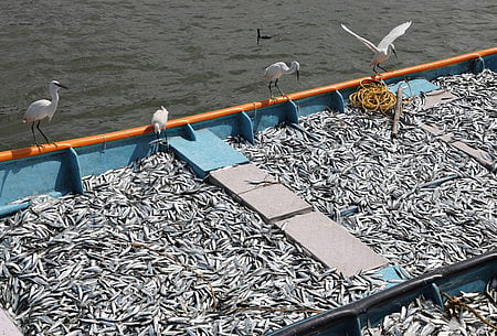 Centre brings framework for fisheries and aquaculture to promote exports