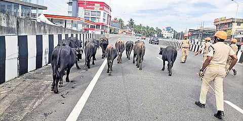 Firefighters herd the buffaloes that strayed on to NH66 in Kasaragod on Saturday