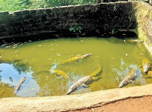 The small enclosures at Pilikula Biological Park in Mangaluru stresses the captive animals like crocodiles and turtles 