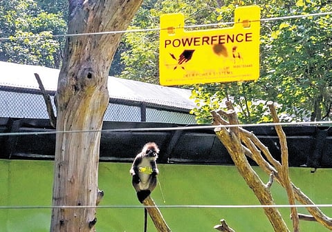 Powerfence across the perimeter of Hanuman Langurs habitat in Bannerughatta Biological Park. While the shock is aimed to startle and not injure; the animals live with a psychological fear instead of feeling like home.