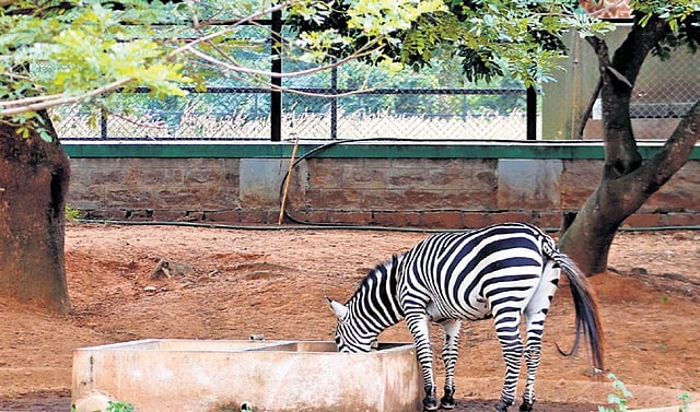 A power fence around the Hanuman langur’s enclosure and a zebra kept in a muddy habitat that is far removed from its usual grassland ecosystem, at Bannerghatta Biological Park in Bengaluru 