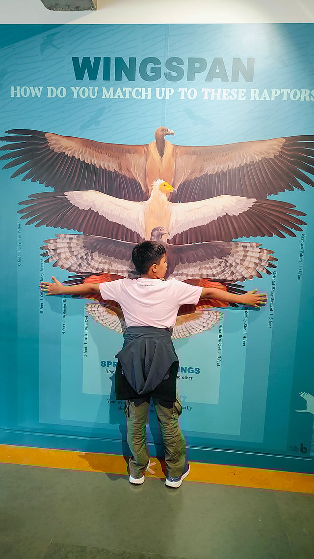 A child compares himself with the wingspan of different birds of prey