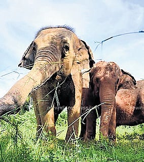 Guwahati Diary | Promoting human-elephant coexistence