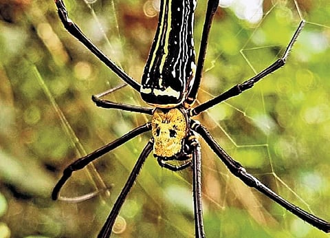 The Golden Orb Weaver spider is rare in regions like Gadag.