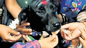 Soni being petted by the Shigli family in Haliyal on Monday 