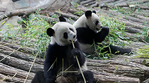Viewed through a glass panel, male panda Yuan Zi, right, and female Panda Huan Huan, eat bamboo at the Zoo Parc de Beauval in Saint-Aignan, central France, on Tuesday, Jan. 17, 2012. 