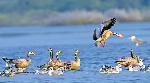 Migratory birds at Manair River, Pottur in Rajanna-Sircilla district.