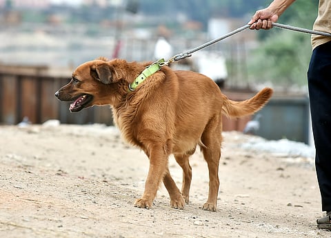 A Pet owner seen with his pet dog for a walk near a canal at Nungambakkam at Chennai.