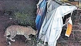 CCTV cameras captured the footage of it trying to break open the cage, but it failed.