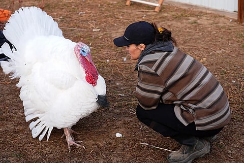 Kelly Nix, executive director of Luvin Arms Animal Sanctuary, confers with a pardoned tom turkey named Gus at the sanctuary, Friday, Nov. 21, 2025, in Erie, Colo.