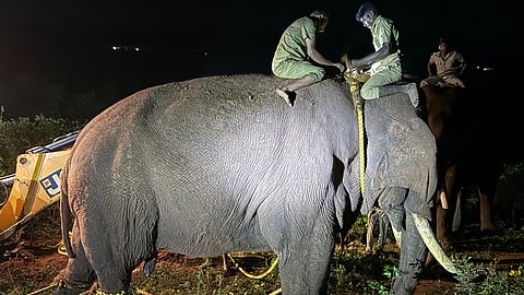Rolex was lodged in a kraal (wooden enclosure) for 25 days before being released in the Manthirimattam forest under the watchful eyes of staff. (Photo | Special arrangement)