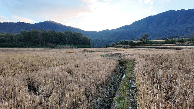 The paddy fields of Zhavame Village in Phek district, Nagaland