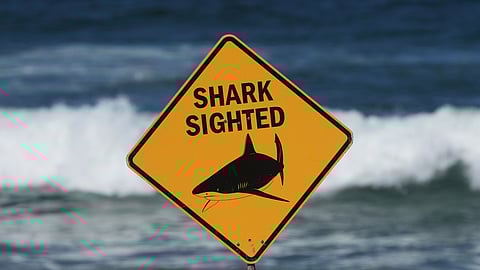 FILE - A sign is seen at the site of a fatal shark attack at Dee Why Beach, in Sydney, Australia, Sept. 6, 2025