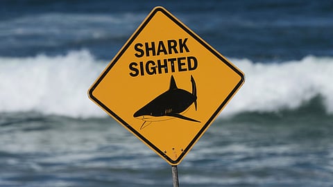 A sign is seen at the site of a fatal shark attack at Dee Why Beach, in Sydney, Australia, Sept. 6, 2025.