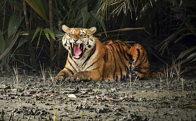 Jharkhand to deploy university volunteers for tiger census for the first time