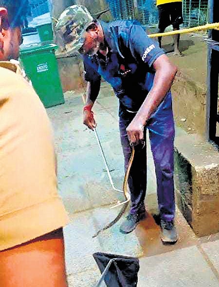 A forest official engaged in catching a snake 