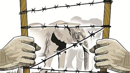 One of the reasons that has been identified why the wild animals are straying into human habitat is because of the deteriorating wild ecosystem.