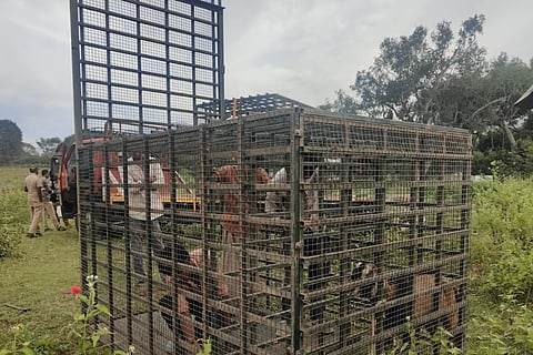 One of the three cages set up to capture the tiger