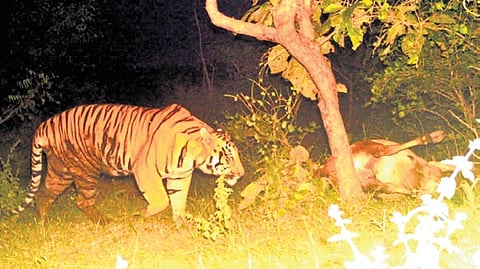 Tiger that recently killed cattle in Jannaram forest division in Mancherial district