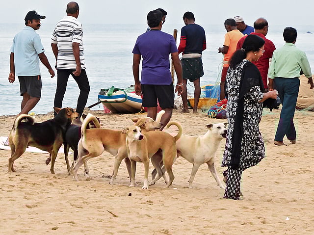 Stray dogs on the beach