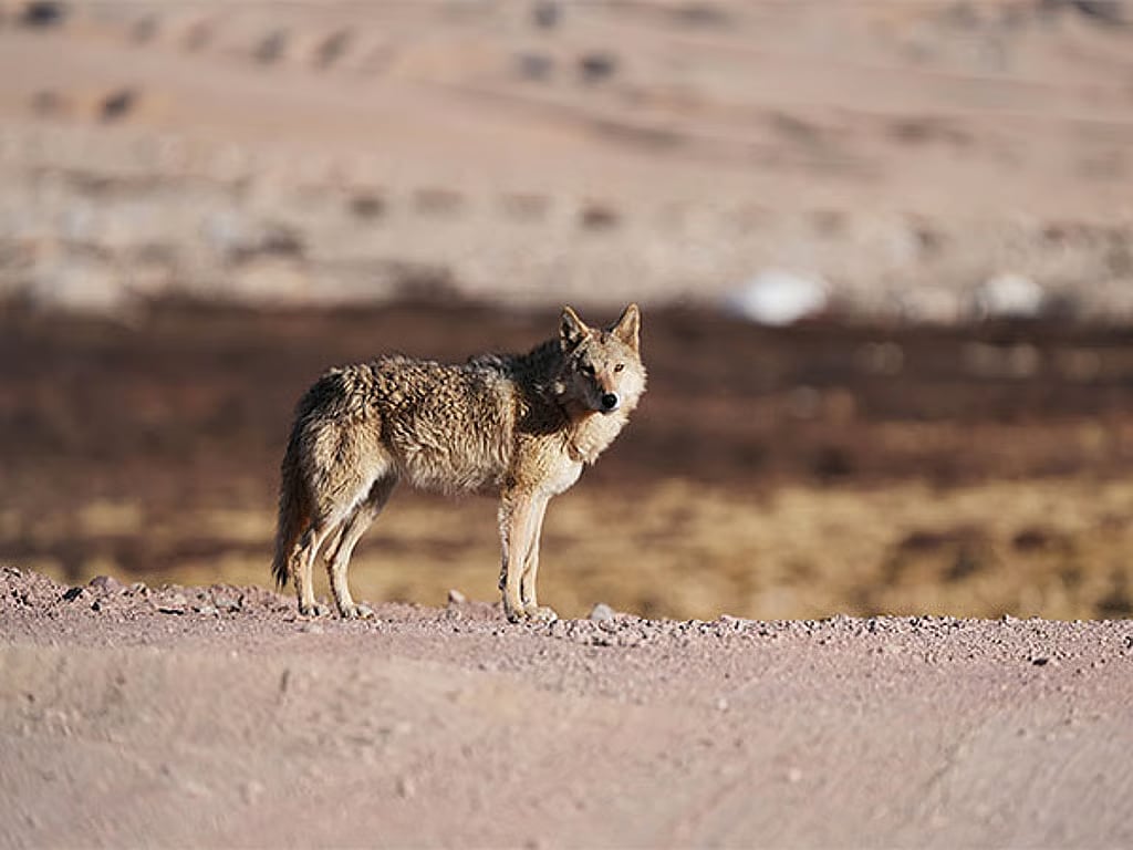 Wolf attacks claim lives of two kids within hours in Bahraich district in UP